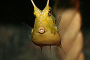 der gehörnte Kuhkofferfisch ist putzig, verfügt aber über ein starkes Hautgift (Foto: Martin Schmitz)